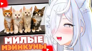 ВИТУБЕРША Айви СМОТРИТ: 100 Дней рост котиков Мэйнкун