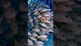 🤯Could This Be the World's Most Enormous Fish School? Discovering Fakarava