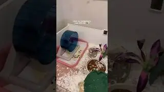 cleaning my hedgehog cage 🦔
