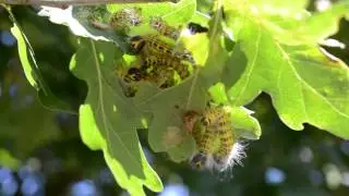 wapendrager rupsen phalera bucephala