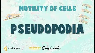 Motility of Cells | Pseudopodia