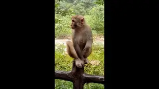 Zhangjiajie National Forest Park Golden Whip Stream July 23 2025