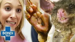 Vets Race To Rescue Australian Animals From Fire 😭🐨 Bondi Vet Compilation