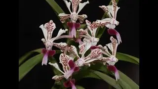 Vanda tricolor
