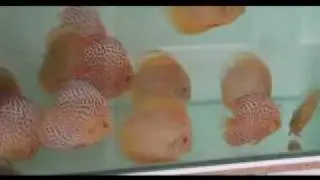 reportage Guarani discus import de discus (Report about a discus importer)