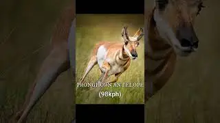 Top 10 fast animal in the world   #short#short - sl manimax lk