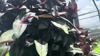 Wandering Jew|Inch plant|Houston Garden Center