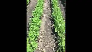 Soybean pre-emergent weed control from metribuzin and flumioxazin