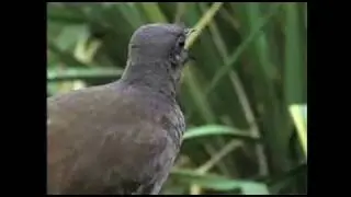 Amazing Bird sounds