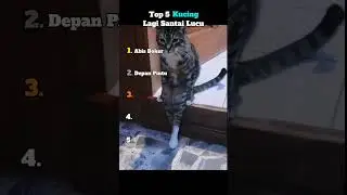 Top 5 Kucing Lagi Santai Lucu