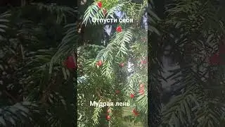 мудрость #цитатыосмысле #цитатыпрожизнь #мотивациядня #неделанье