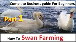 How To Start Swan Farming | Part 1 | Business Starting Guide For Beginners | Complete Guide |