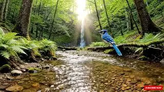 Gentle Stream Flow, Peaceful Birdsong and Forest Ambience, Nature Sounds for Sleep & Stress Relief