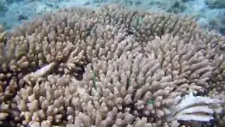 Snorkeling et plongée à la Réunion