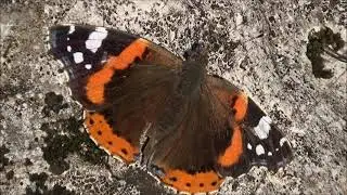 Red Admiral Butterfly - Vanessa atalanta (Linnaeus, 1758)