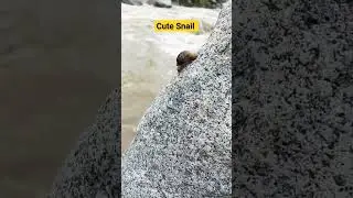 Found cute snail at river side😍 #snail #cutesnail #petlover #petshort