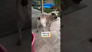 Моя собака любит ёрзать 😂