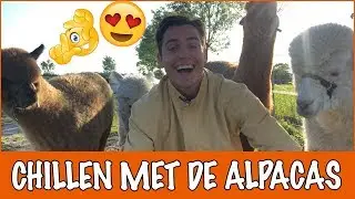 Knuffelen met Alpaca's?!  | DierenpraatTV