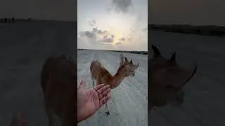 Urial baby 🥰❤️ #sbvlogs #nature #beautiful #animal #urial #baby