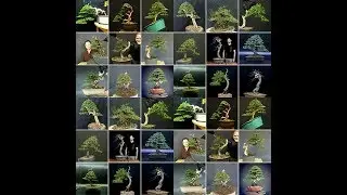 Before and After Bonsai 1 by Felipe Dallorto