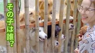 ゴミ捨て場で拾った桜ちゃんをトビファミリーの犬たちの全員に会わせた結果がこちらです！！！