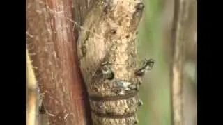 Pteromalidae : Pteromalus puparum infects a chrysalis of Papilio machaon.