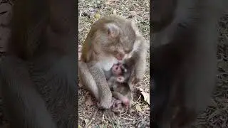 Monkey Libby gave birth to baby girl Name is LILY #shorts