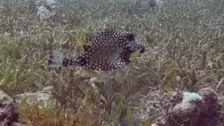 What Do Horned Boxfish Munch On  #HornedBoxfish #Wildlife #MarineLife #OceanEcosystem #AquaticDiet