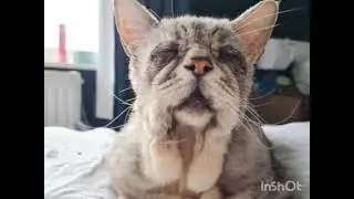 A cat with Ehlers Danlos Syndrome 