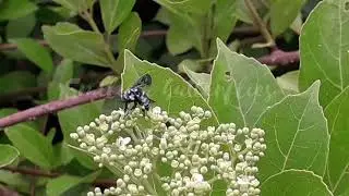Thyreus histrio|cuckoo bees |smiling butterflies