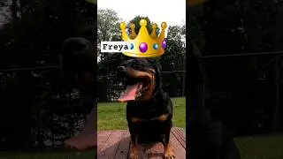 #freya the #rottweiler #shorts #viral