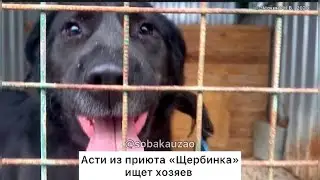 Лабрадора Асти собака невидимка из приюта &laquo;Щербинка&raquo;. Проект Собака Юзао
