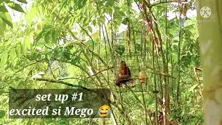 creative way of catching a wild dove using a Unique cage trap ,