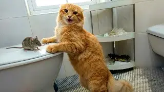 Funniest Cats And Dogs Videos 🐶😸Laugh Out Loud with the FUNNIEST Pets Ever #3