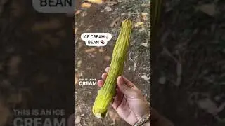Trying an Ice Cream Bean! | Farmer Nick #shorts