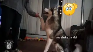 Dog Basic Obedience Commands | How Stubborn The Huskies Are? | Alusky Cypher