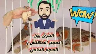 الفرق بين حجم الزيبرا الانكلش zebra finch  والحجم العادي