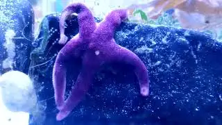 Bloody Henry Starfish (Henricia oculata)