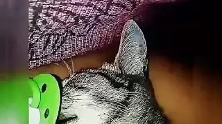 Viral KUCING HISAP PUTING😂😂😂