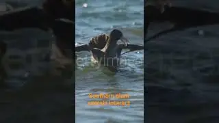 SOUTHERN GIANT PETRELS INTERACT AT SEA#birds #beautifulnature #wildlife 🌊🦆