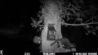 Pine marten and grey squirrel at F1
