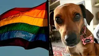 First dog in history to be &lsquo;cancelled&rsquo;: Rescue pup faces Pride Month