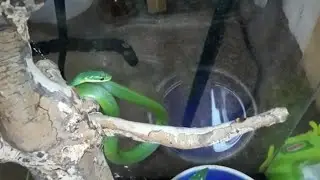 Rough Green snake care video.