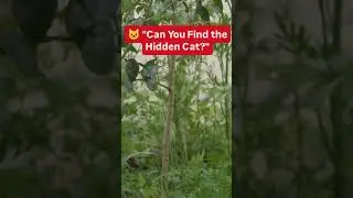 Can you find  its challenge  for all ? #reels #challenge  #cat  #cats  #catvideos  #catlife #animal