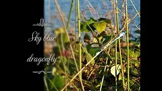 Sky blue dragonfly (Anisoptera)