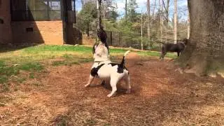 Extreme American Bullies on the Spring Pole