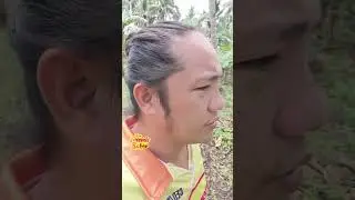 Magkano ba Ang kikitain ko sa Saba banana farm? maging milyonaryo din ba kaya tayu? follow me
