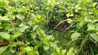 Jasmine flower farm in Cambodia