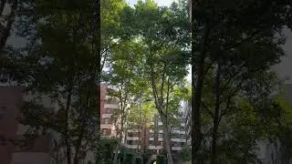 Precise Tree Climbing and Cutting at Great Heights