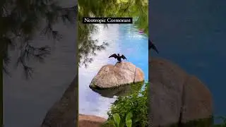 Neotropic Cormorant: Majestic Avian Species of the Americas - #nature #birding #birds